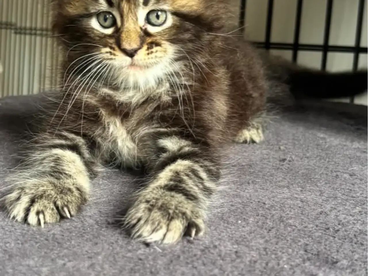 Billede 1 - Maine Coon