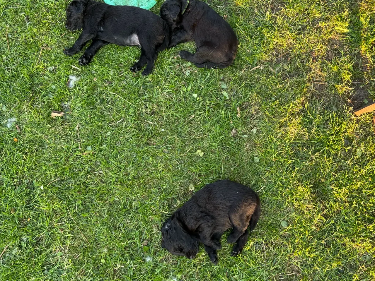 Billede 13 - God retriever/doodle-mix bamser