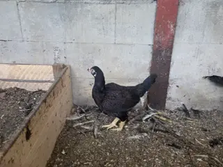 Cornish høns og haner i fasan farve