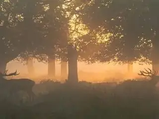 Jagt søges på Sjælland