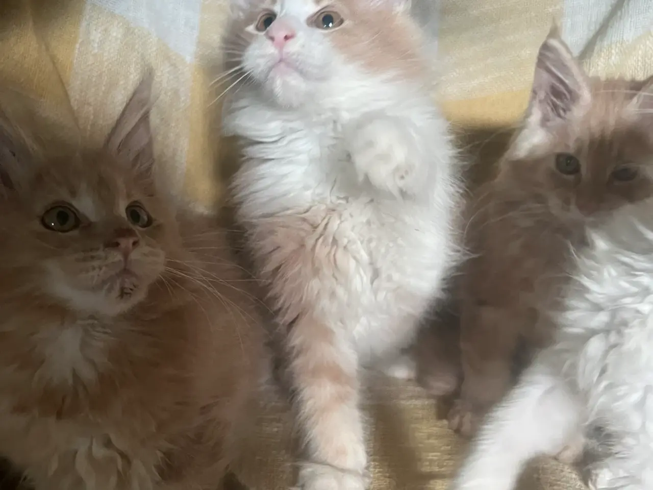 Billede 1 - Søde Mainecoon killinger søger nye sofaer