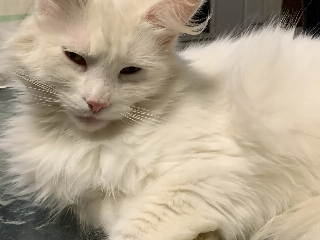 Billede 8 - Main coon blandinger