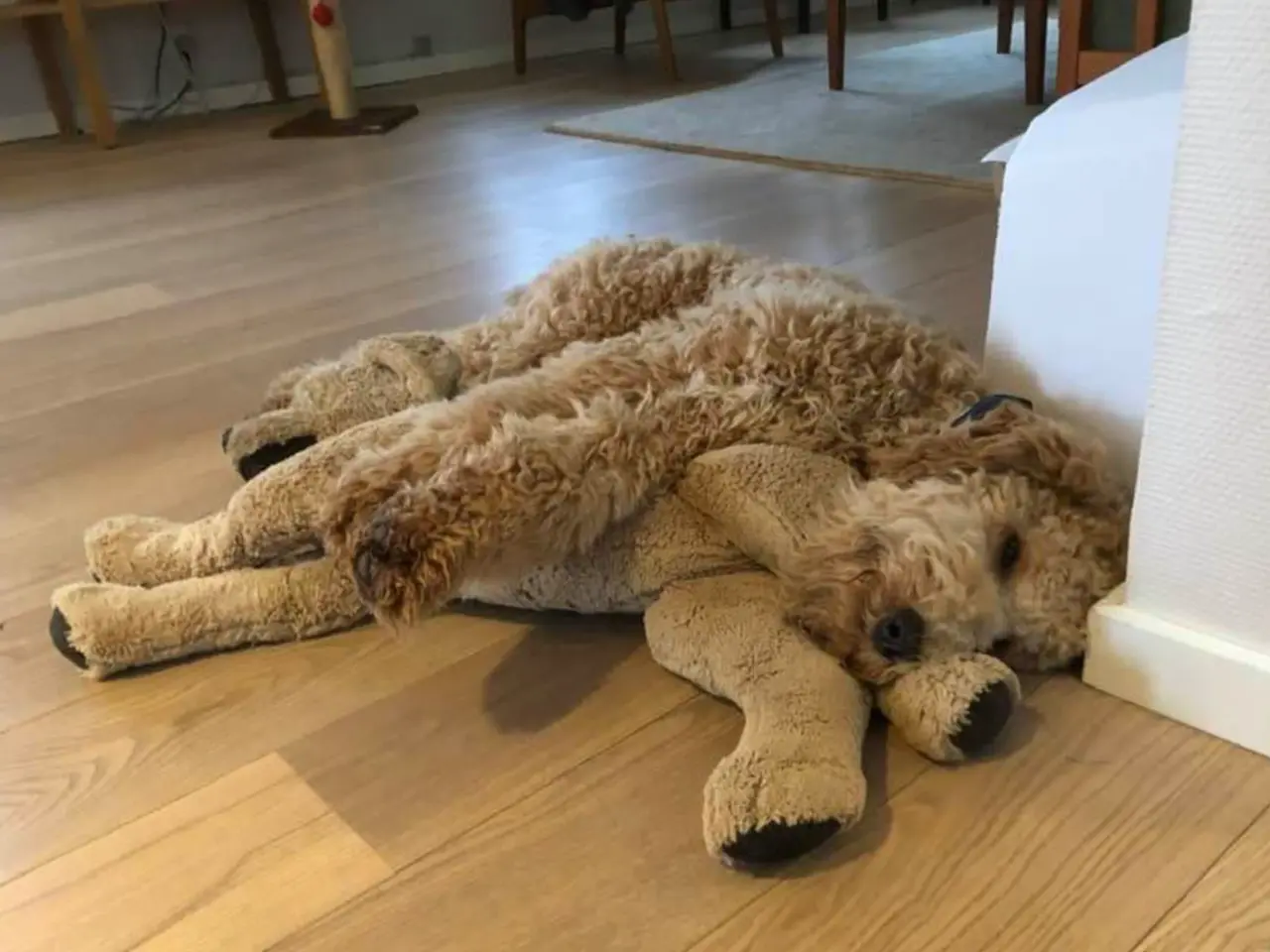 Billede 7 - Labradoodlehanner til avl