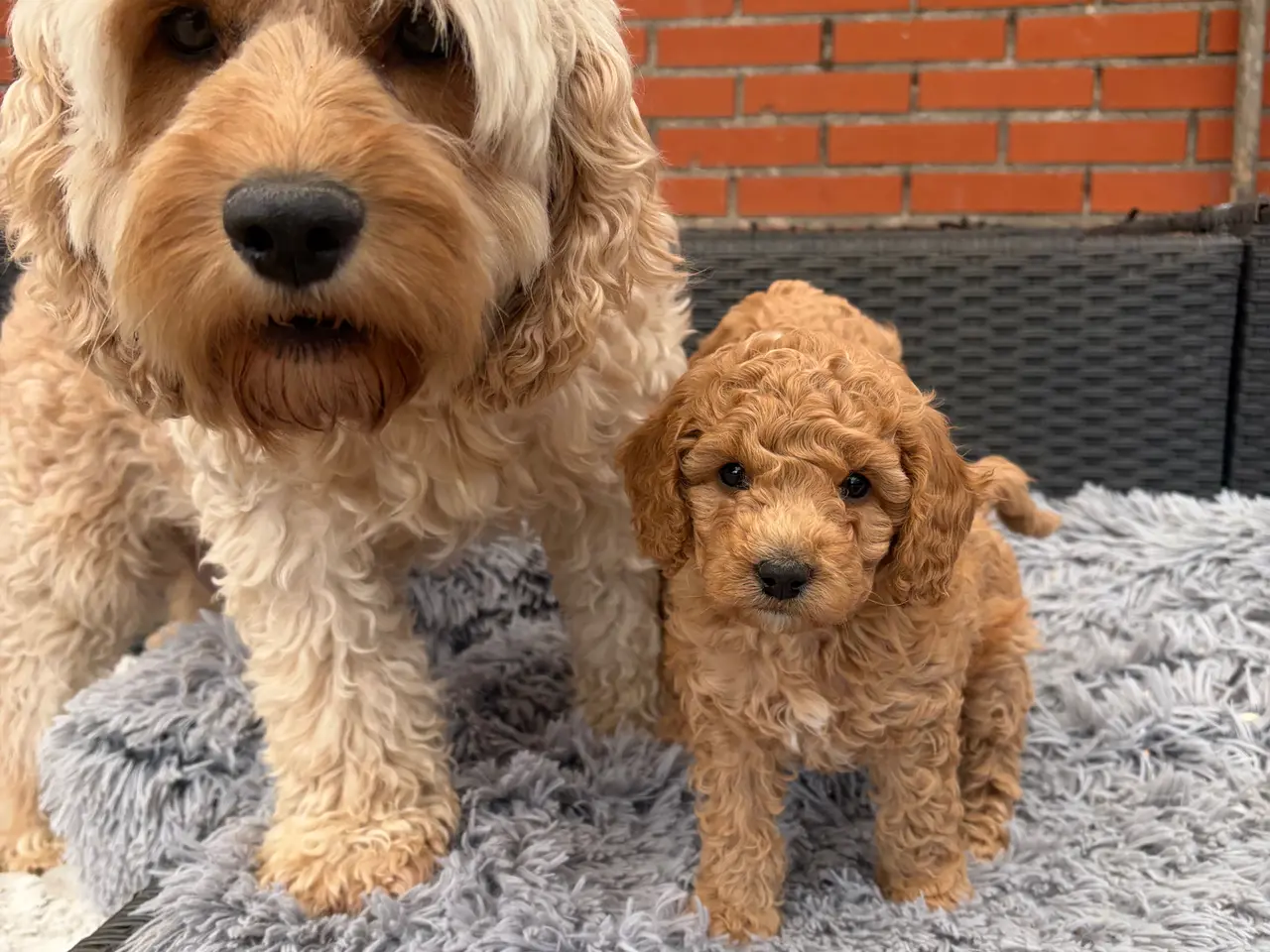 Billede 11 - 2 smukke Cavapoo drenge