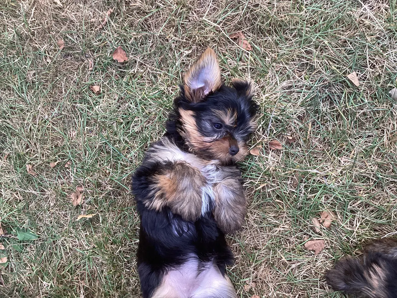 Billede 12 - Yorkshire terrier hvalpe