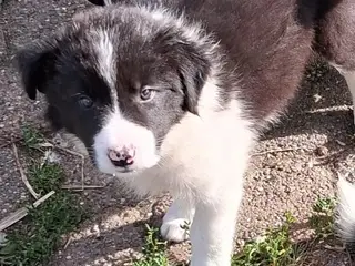 Smukke Border Collie hvalpe til salg - 2