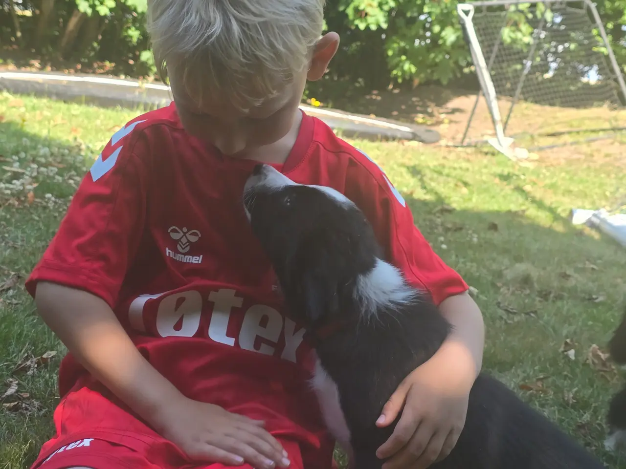 Billede 3 - De skønneste Border Collie hvalpe søger nyt hjem
