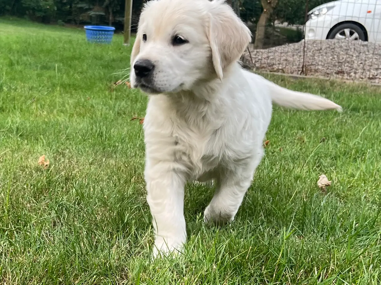 Billede 6 - 4 Golden retriever hvalpe sælges