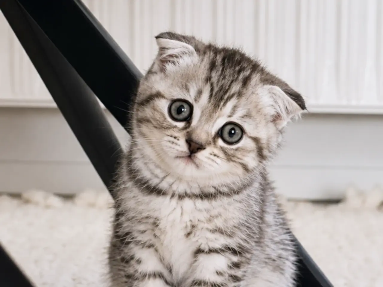 Billede 5 - British short hair& Scottish fold long hair silver