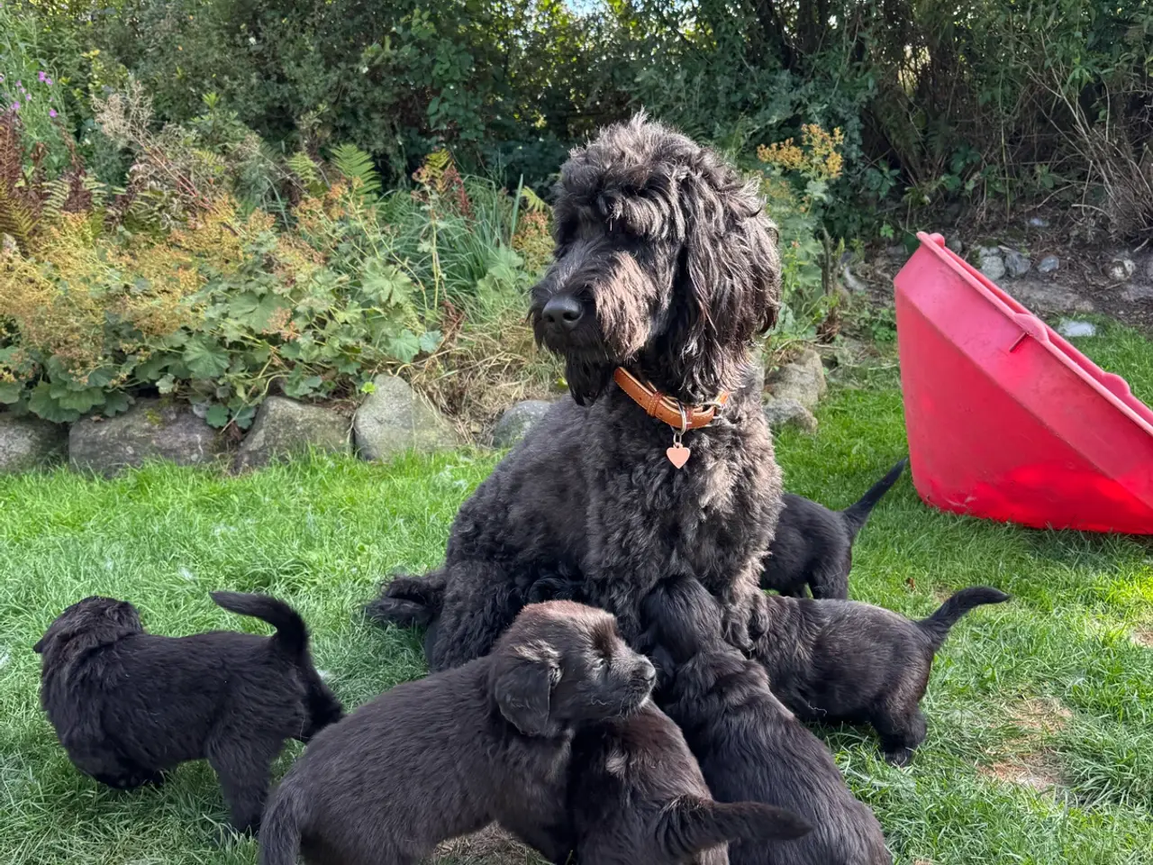 Billede 8 - God retriever/doodle-mix bamser
