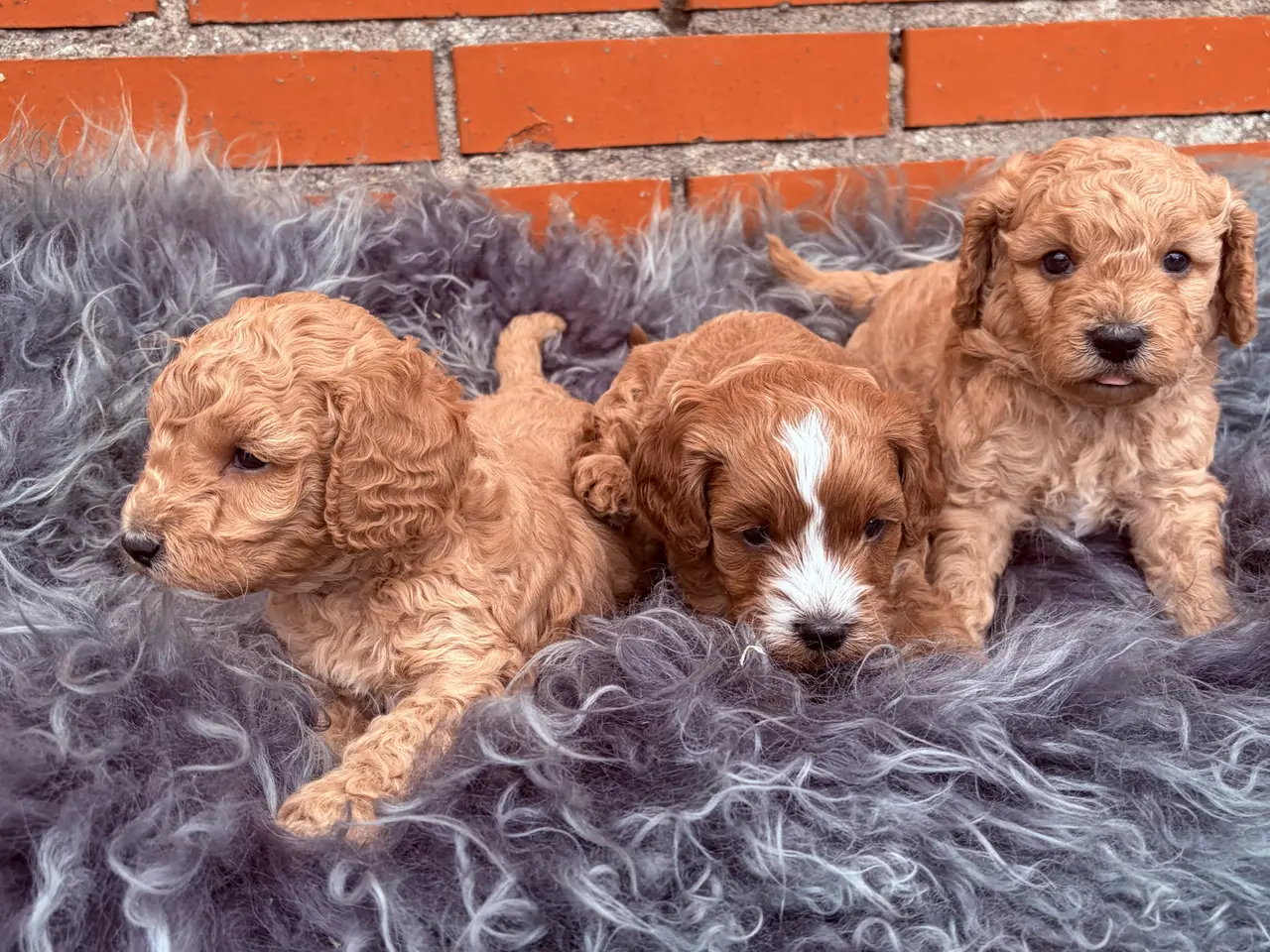 Billede 17 - 3 smukke Cavapoo drenge