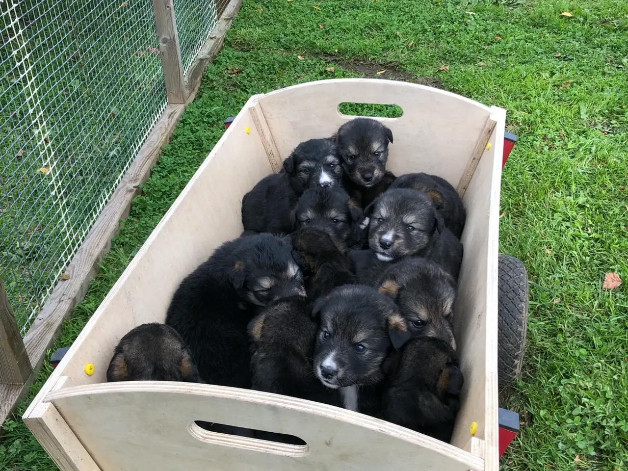 Billede 8 - Flotteste berner sennen blandings hvalpe🐶