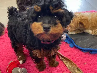 Cavapoo 1 Prinsesse ❤️