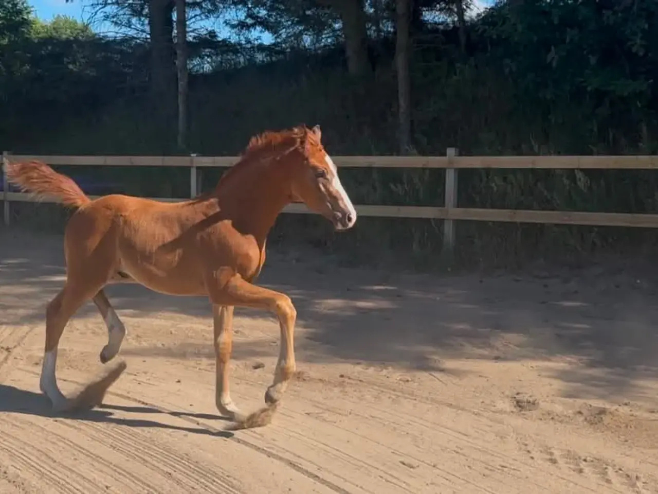 Billede 5 - Dansk varmblod hingst