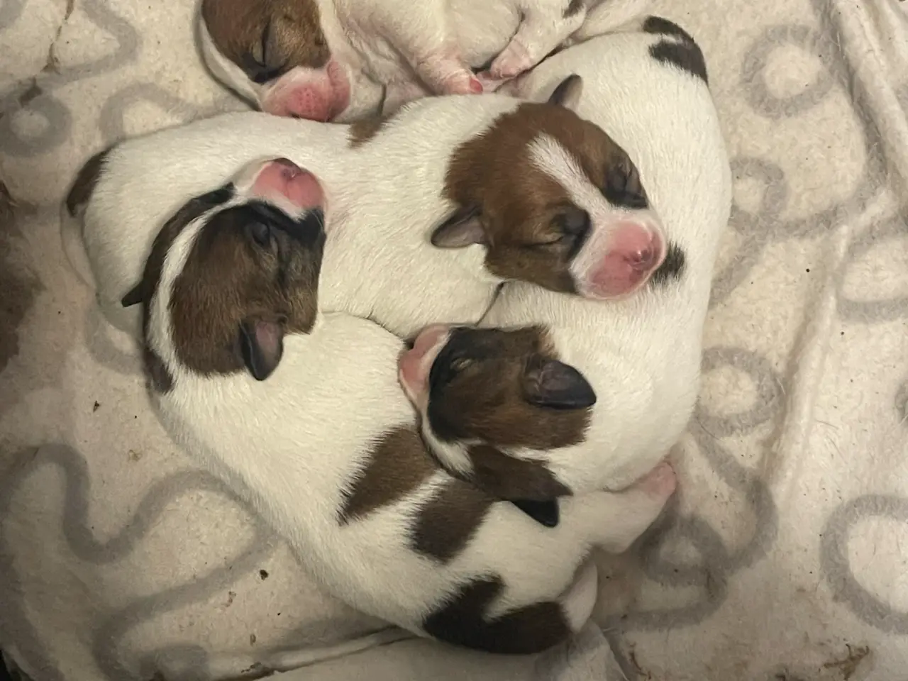 Billede 4 - Jack Russell Hvalp - Glathåret - DKK stamtavle 