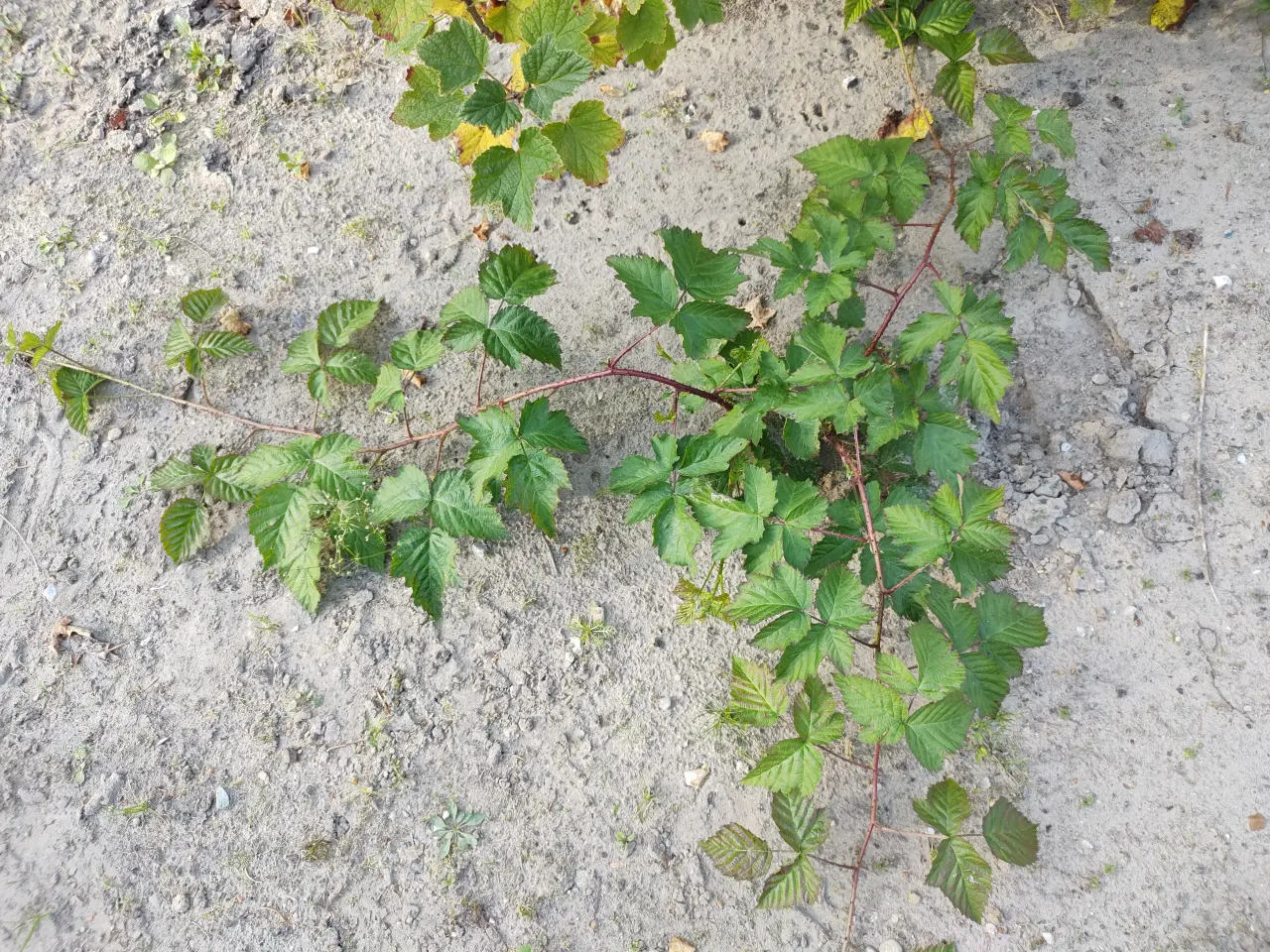 Billede 2 - Boysenbær planter