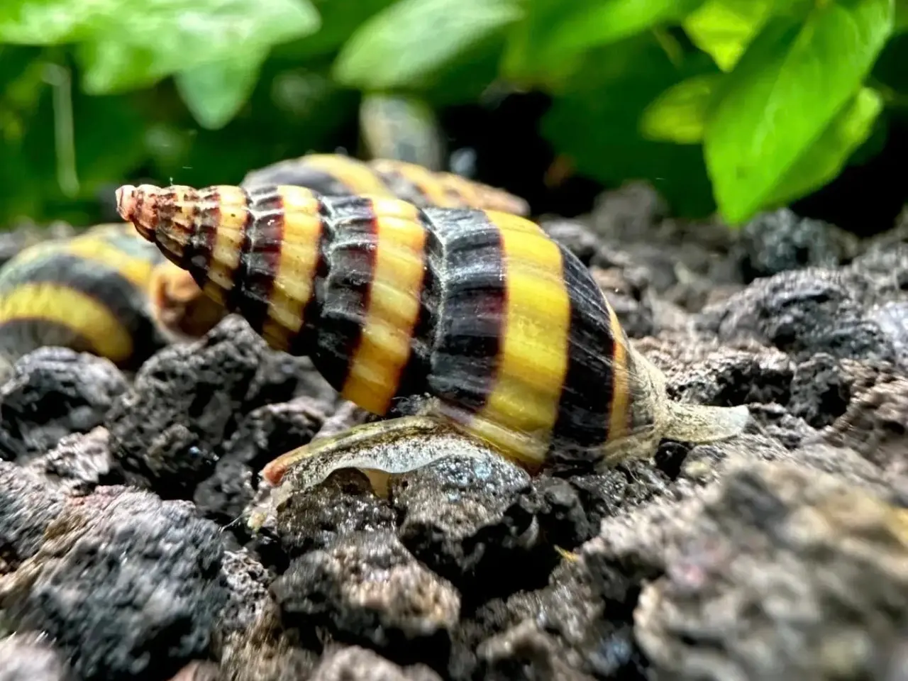 Billede 1 - Helena snegle 🐌 - 10 stk | 50,-