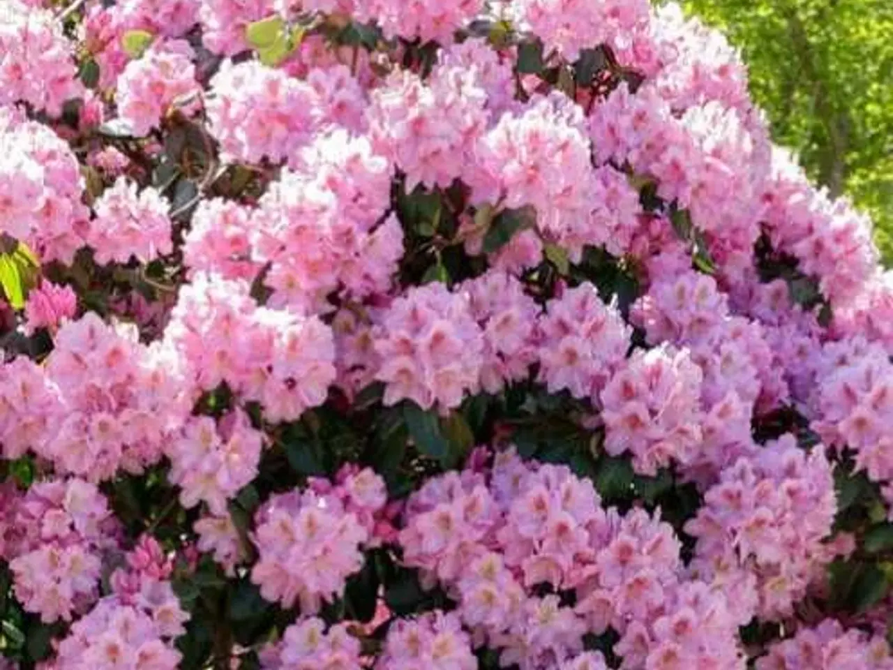 Billede 1 - Rhododendron i mange farver