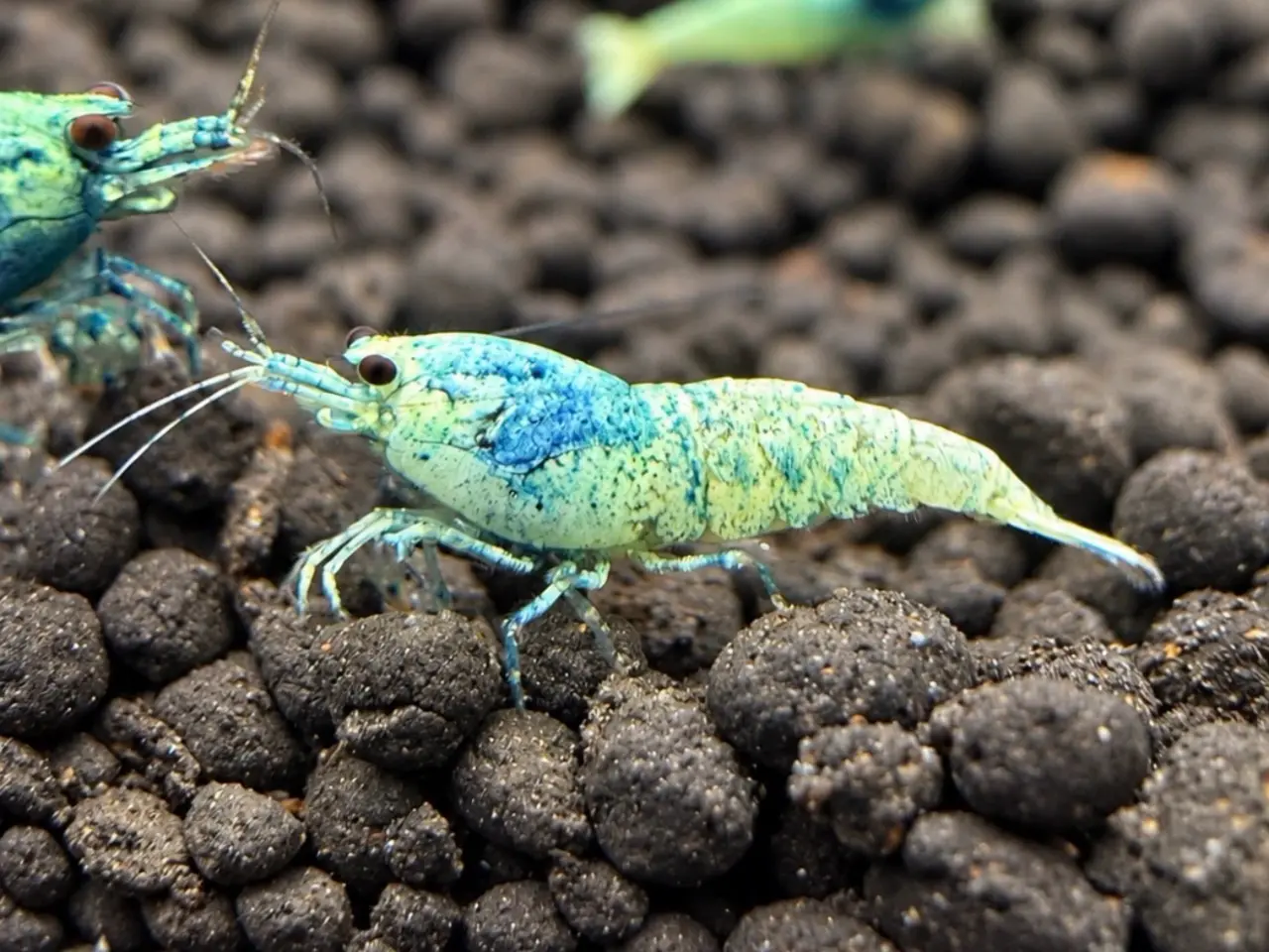 Billede 7 - 📛Tilbud📛 Blue Taiwan Bee Shrimp – Caridina rejer