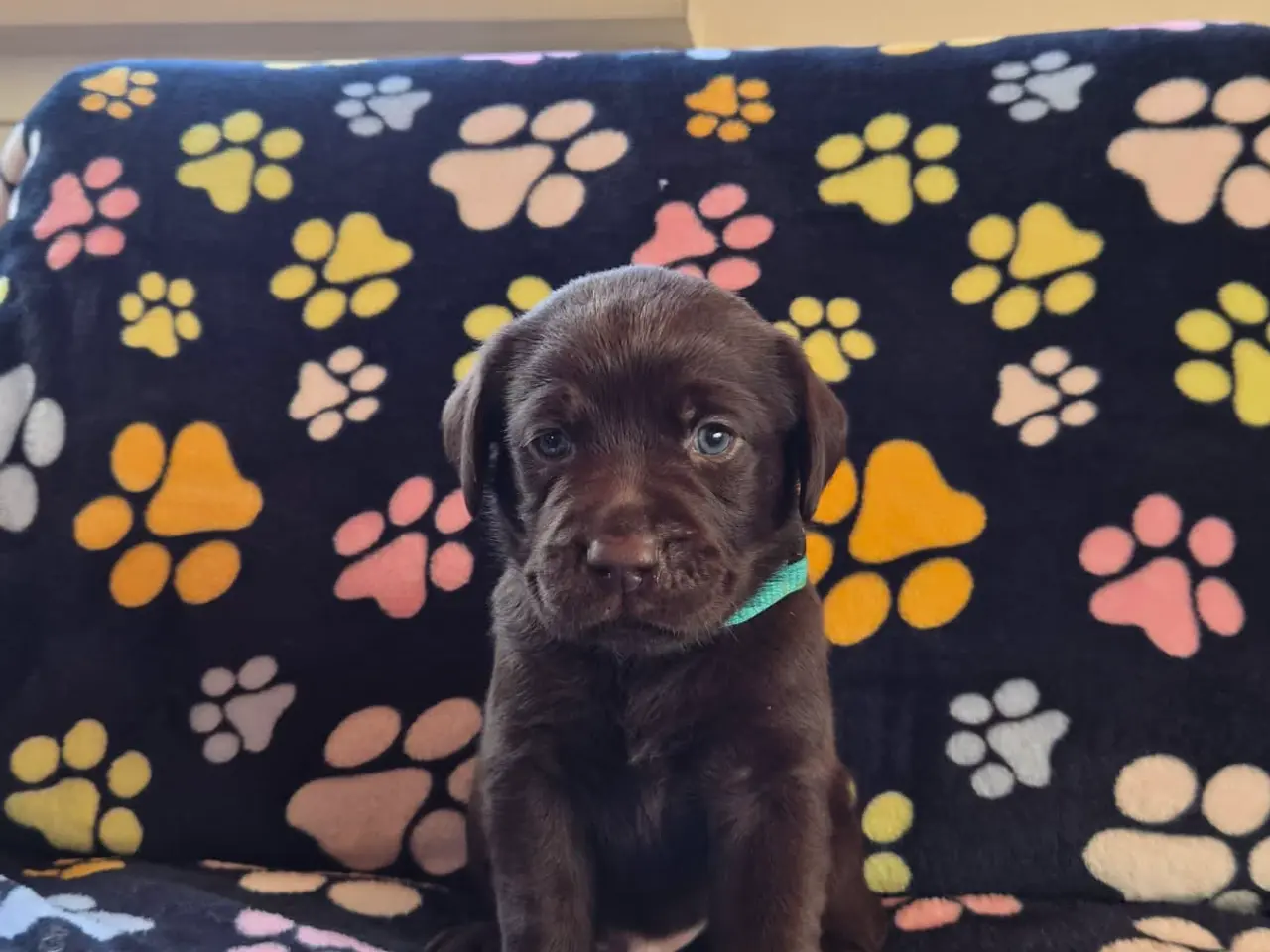 Billede 9 - Skønne gammeldags Labrador hvalpe.