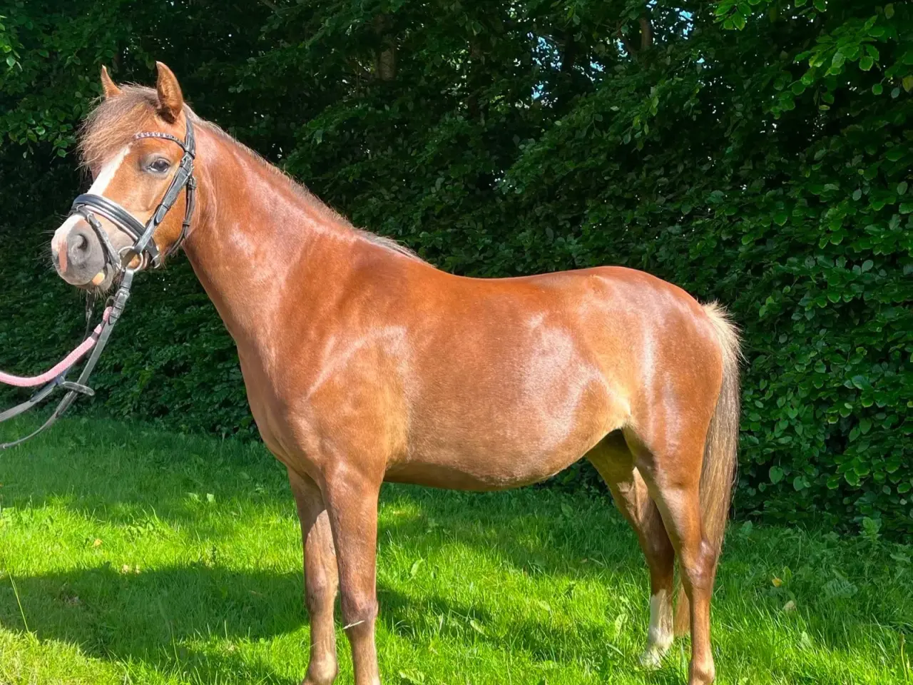 Billede 10 - Pony kat.3 