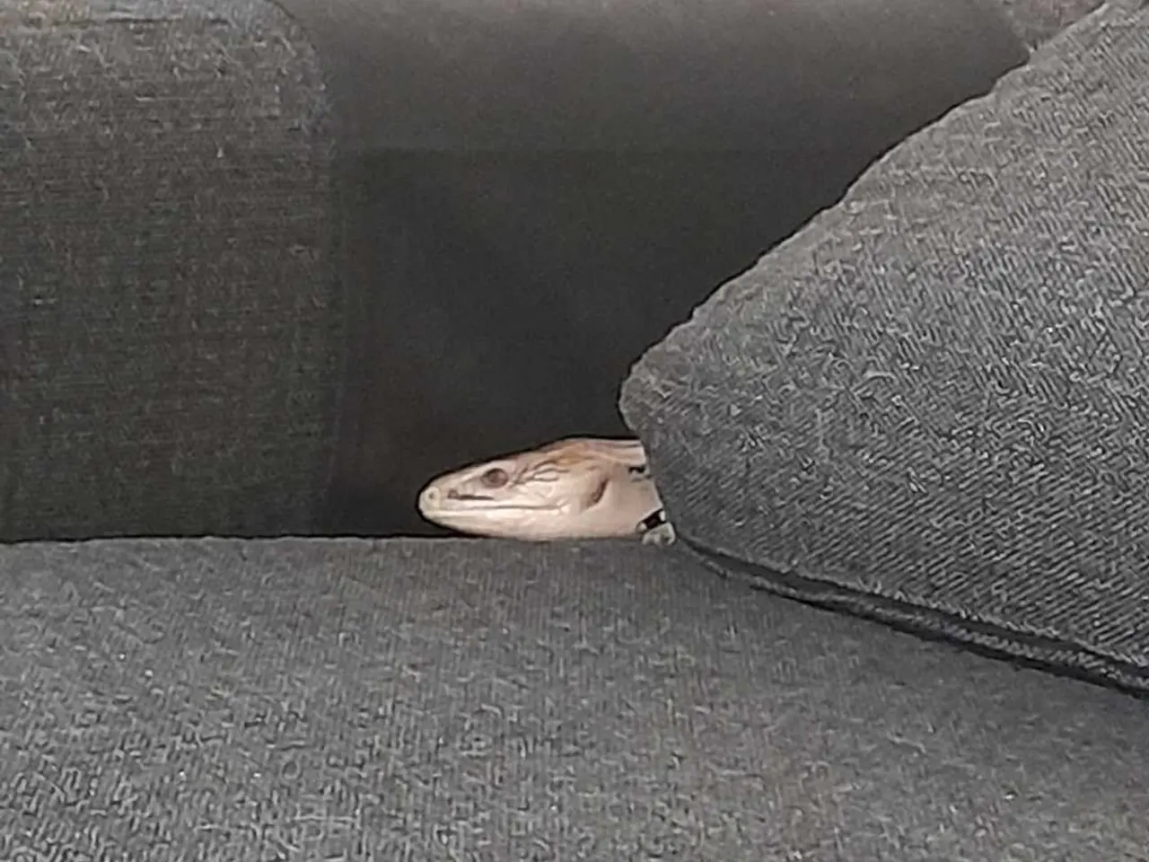 Billede 3 - Blåtunget skink