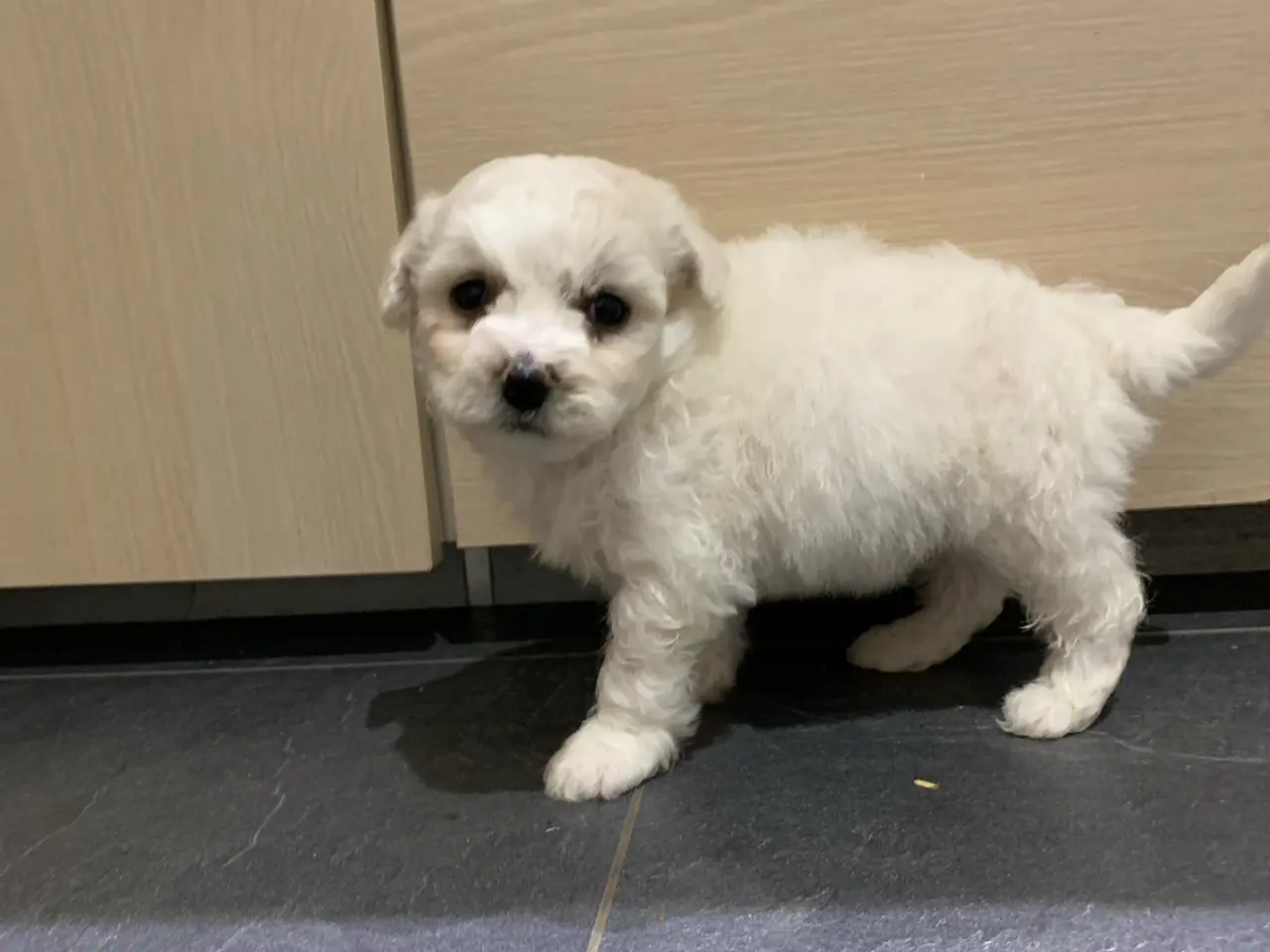 Billede 5 - Bichon Frise