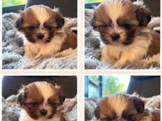 Shih Tzu hvalper sælges