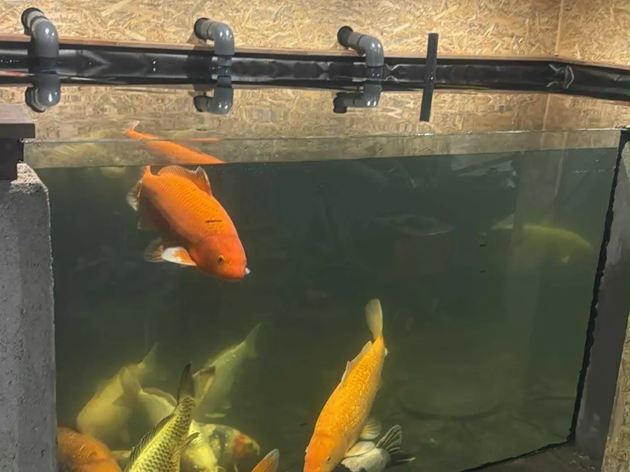 Billede 4 - Koi karper