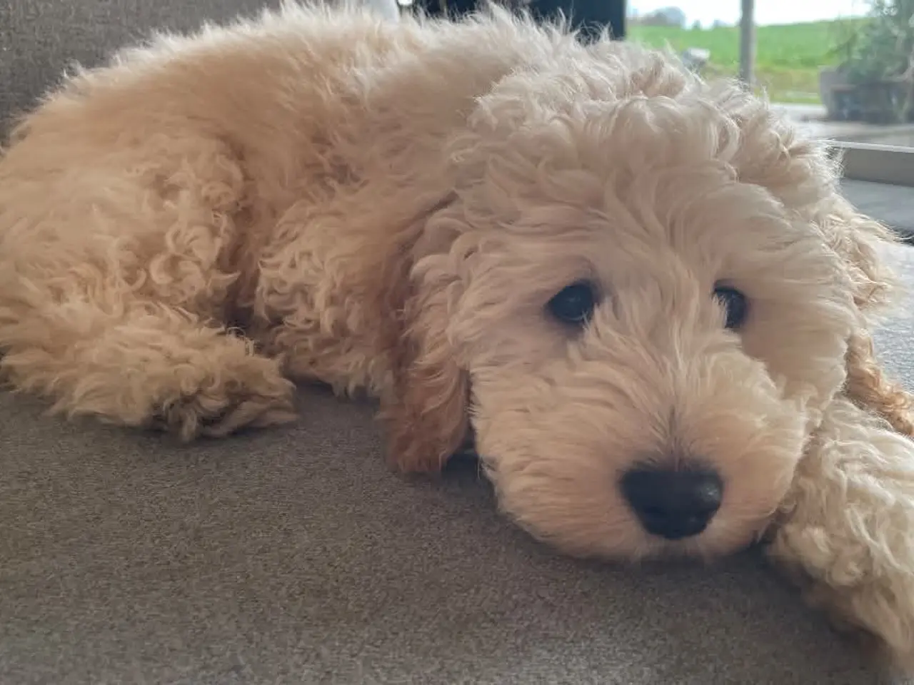 Billede 3 - Goldendoodle søger nyt hjem