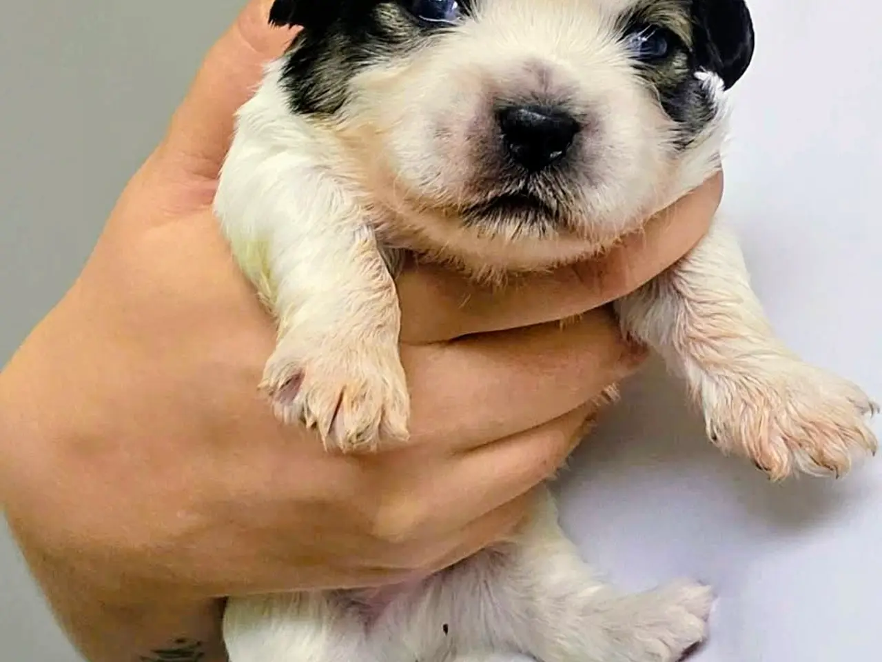 Billede 4 - Shih Tzu/Coton de Tulear-hvalpe
