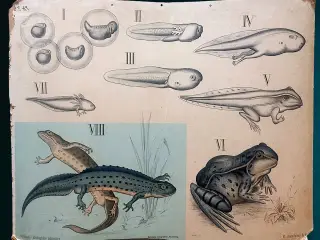 Antik skoleplanche padder Dybdahl Pl.45
