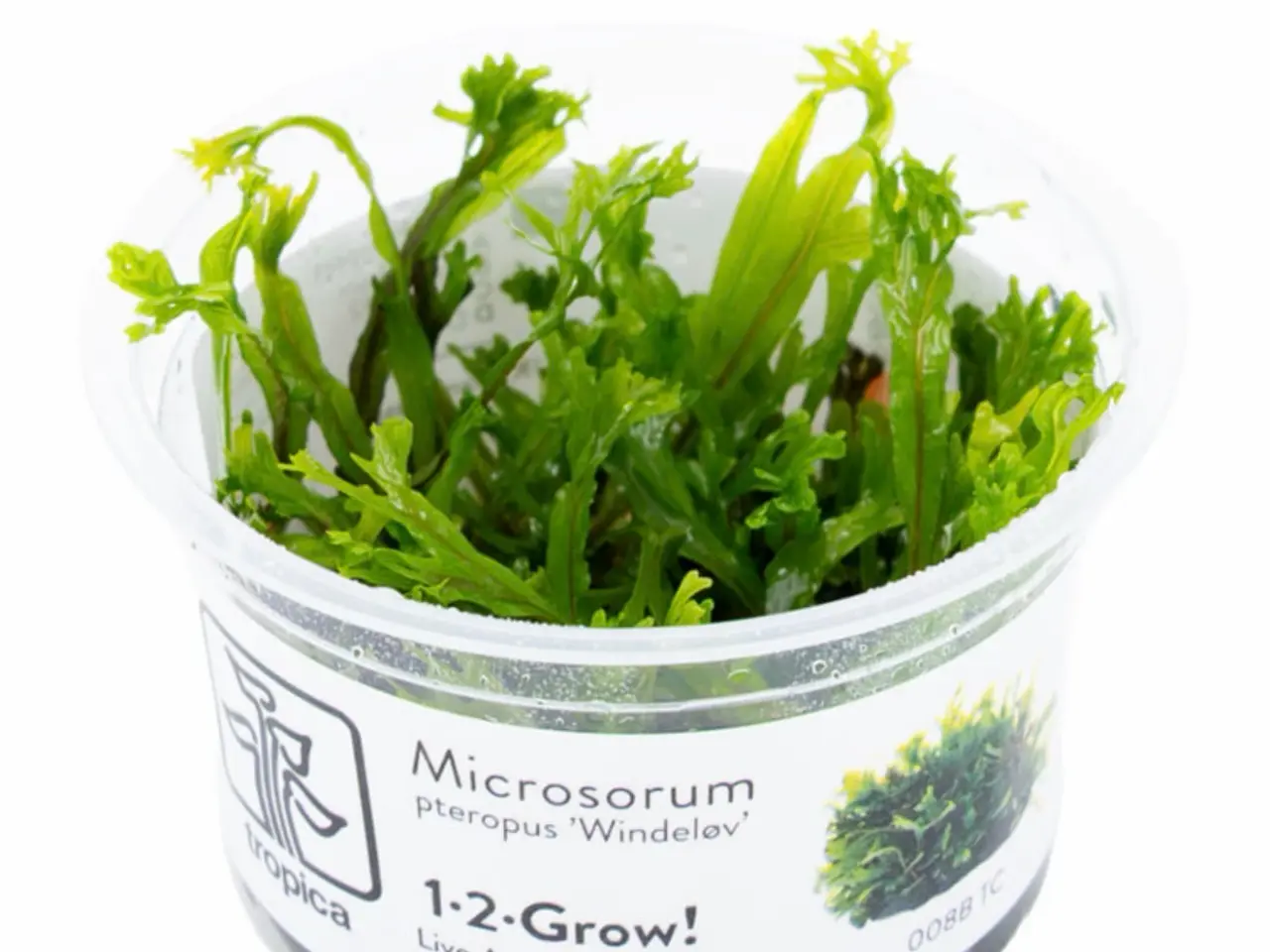 Billede 9 - Mange forskellige 1.2 grow planter (uden snegle)