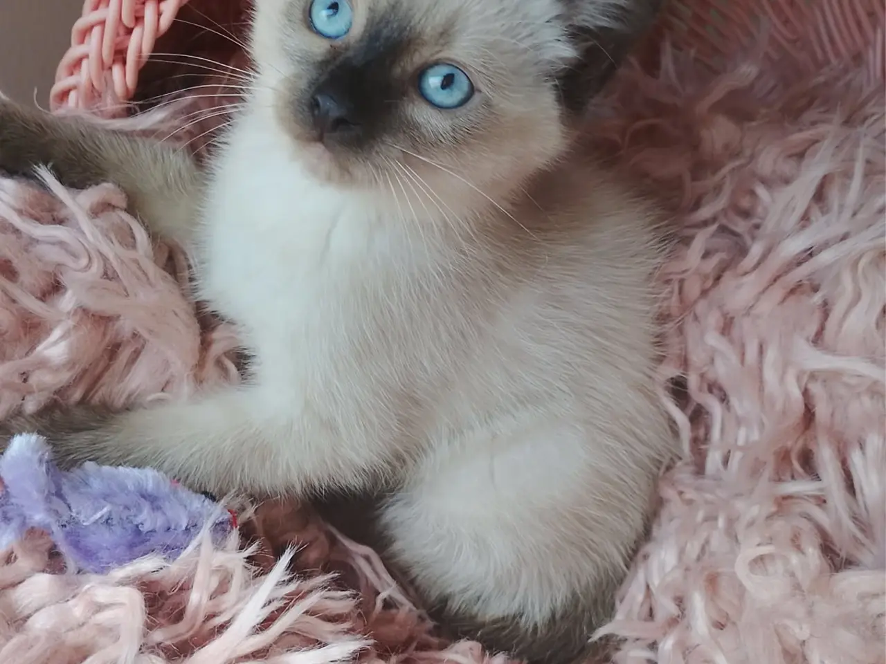 Billede 1 - Lækre ragdoll-siameser-HB blandings killinger