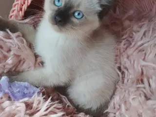 Lækre ragdoll-siameser-HB blandings killinger
