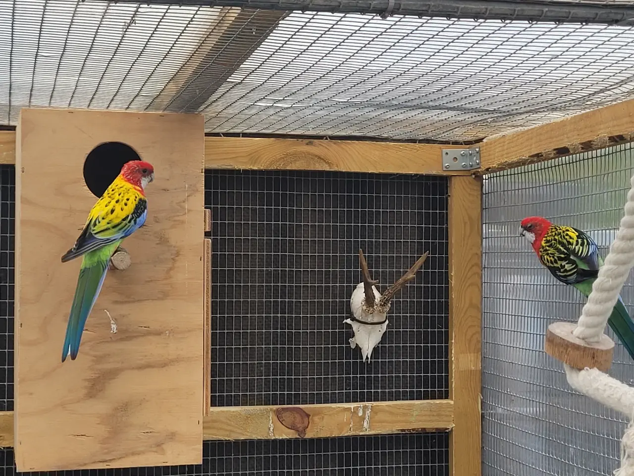 Billede 3 - Rosella oae 1,1