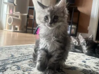 Ægte maincoon 