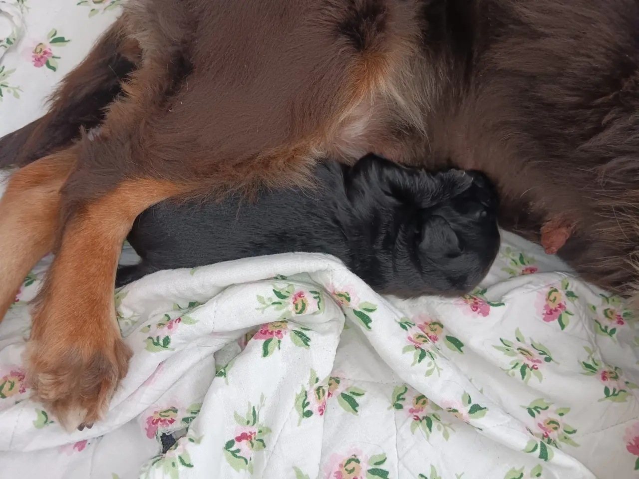 Billede 2 - FT cocker spaniel