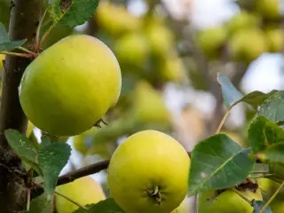 Cideræbletræer