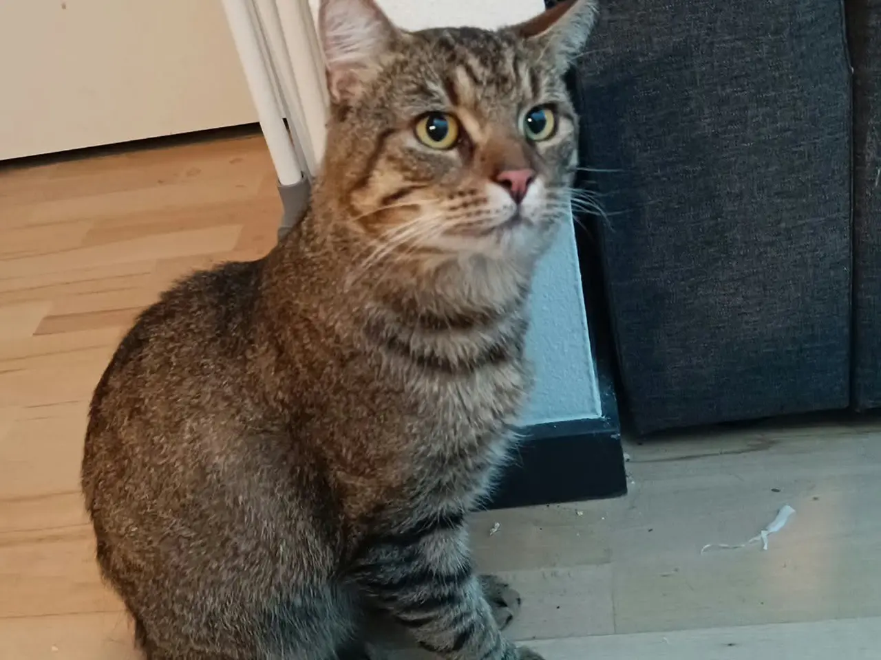 Billede 1 - (HASTER)Kærlig kat søger nyt evigt hjem