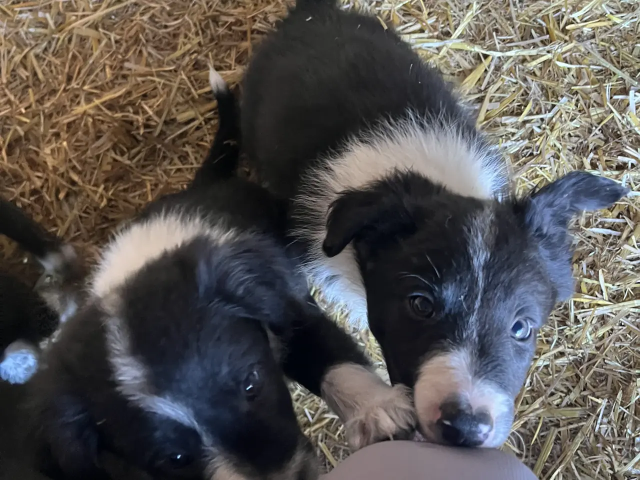 Billede 7 - Border Collie hvalpe søger deres nye familie