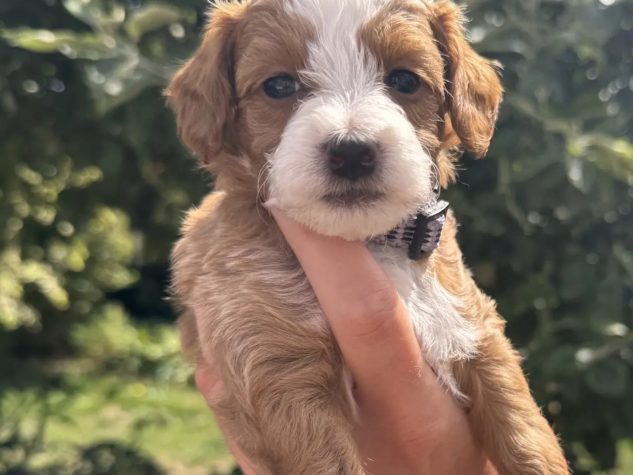 Billede 9 - Maltipoo-hvalpe søger deres familier