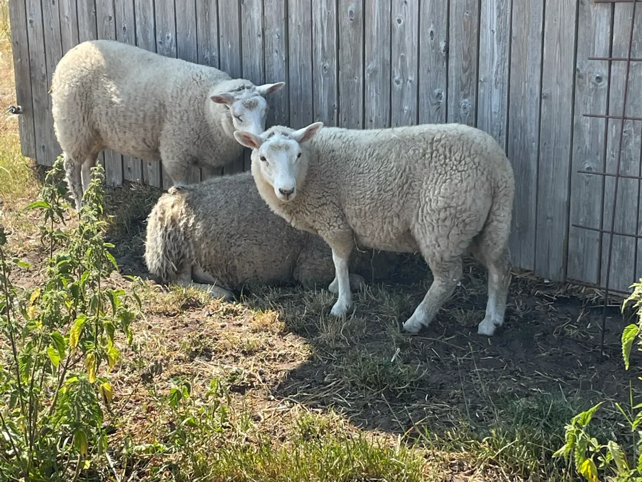 Billede 7 - Får/lam