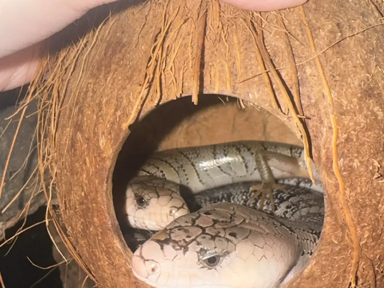 Billede 1 - Snegle skink