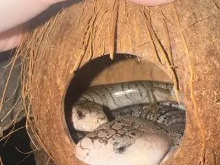 Snegle skink