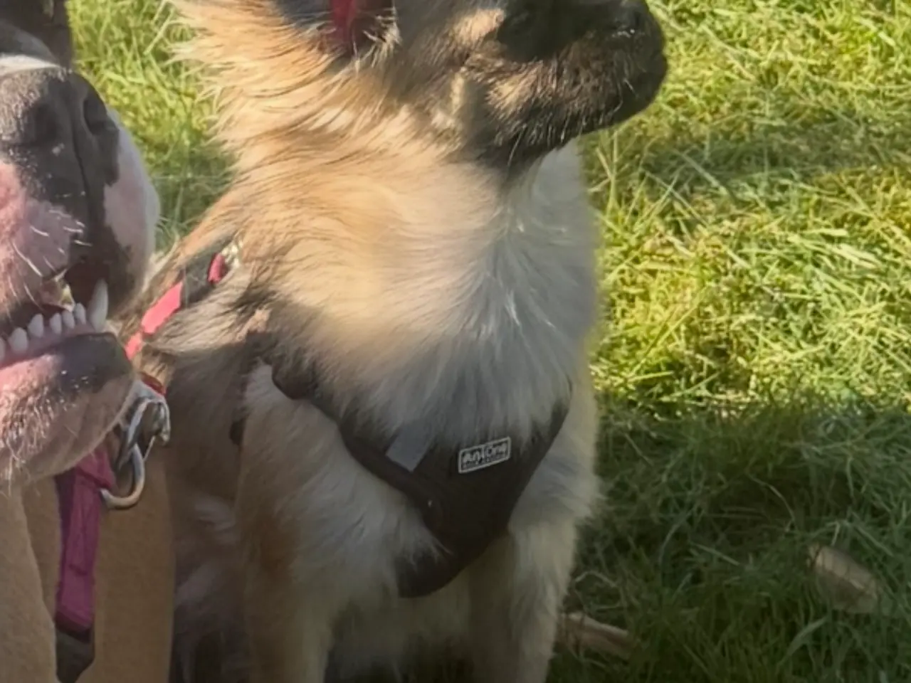 Billede 5 - Sød Chihuahua blanding