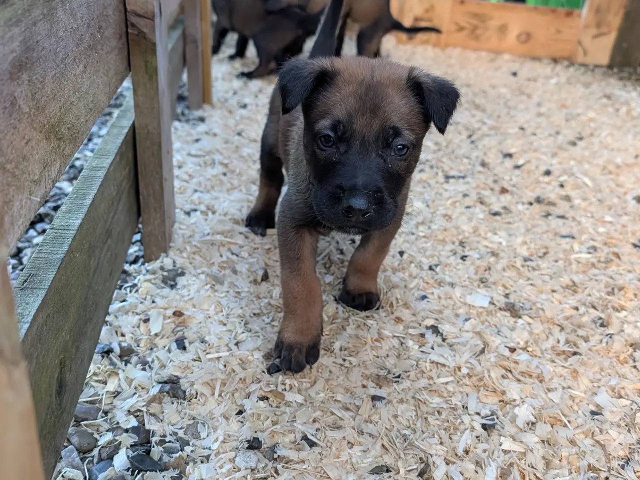 Billede 6 - 🐶 Belgisk Mallinois hvalpe 🐶