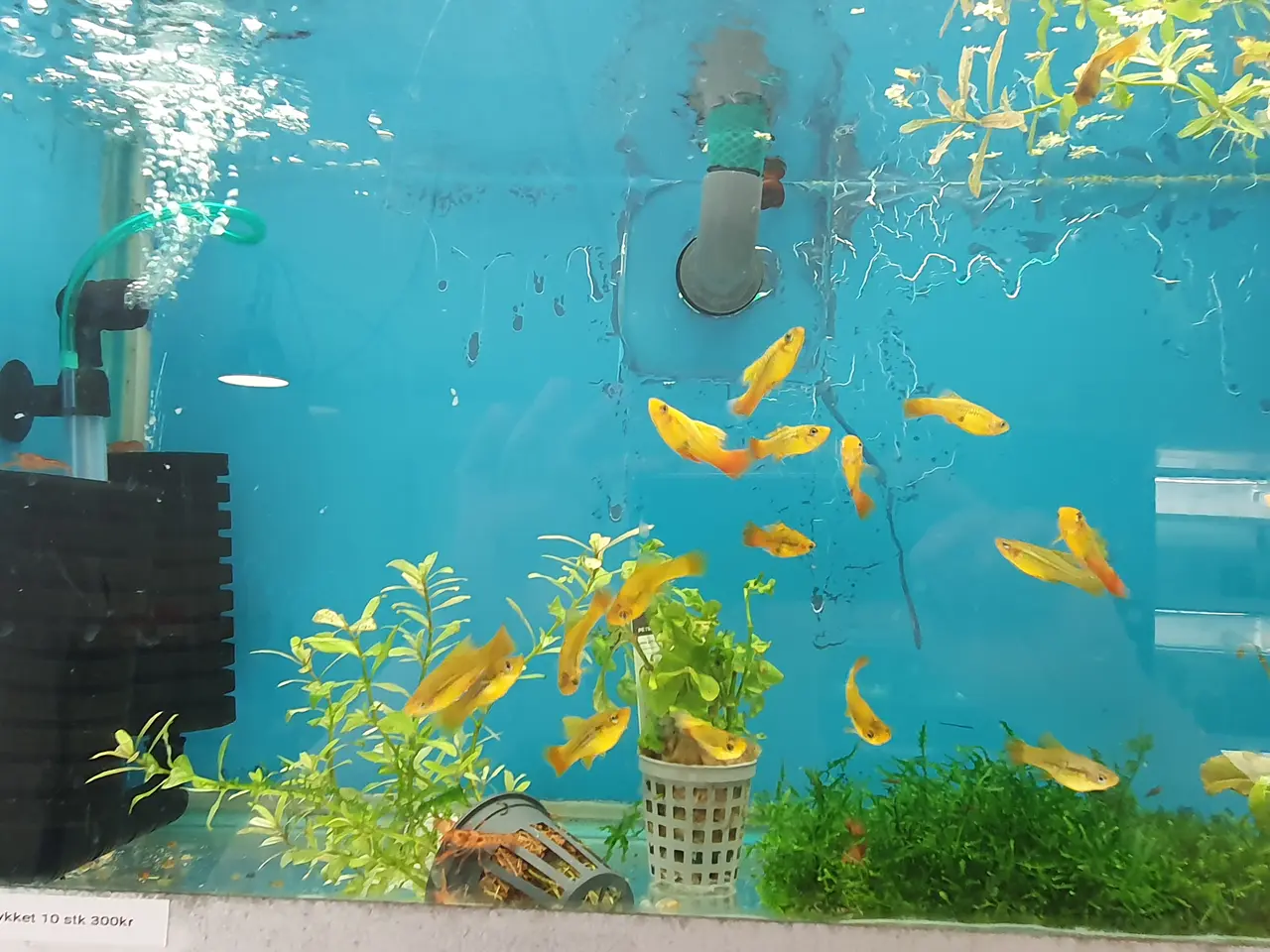 Billede 2 - 🌅🐟 SUNSET PLATY TIL SALG 🐟🌅