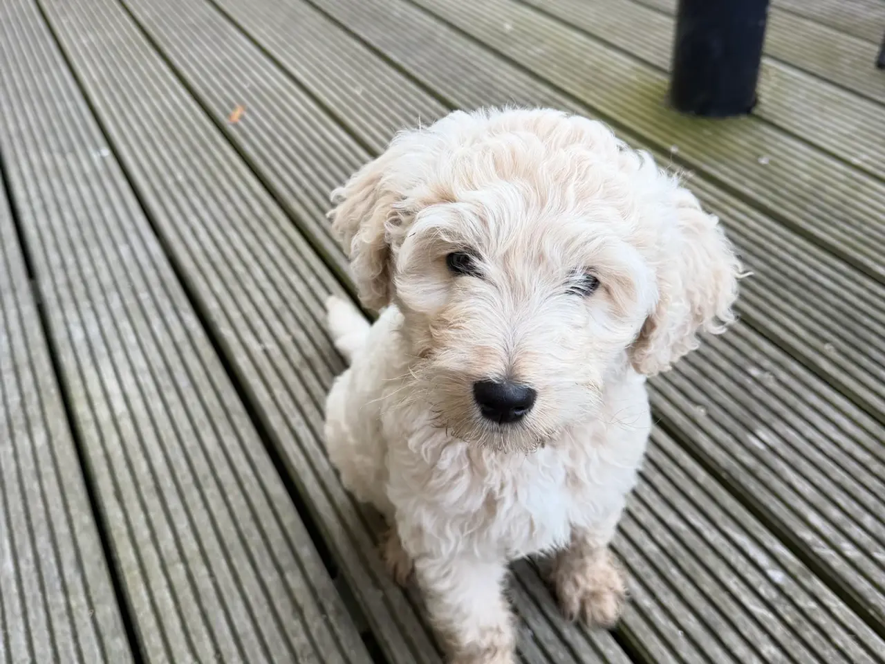 Billede 3 - Labradoodle - Otto sælges til halv pris