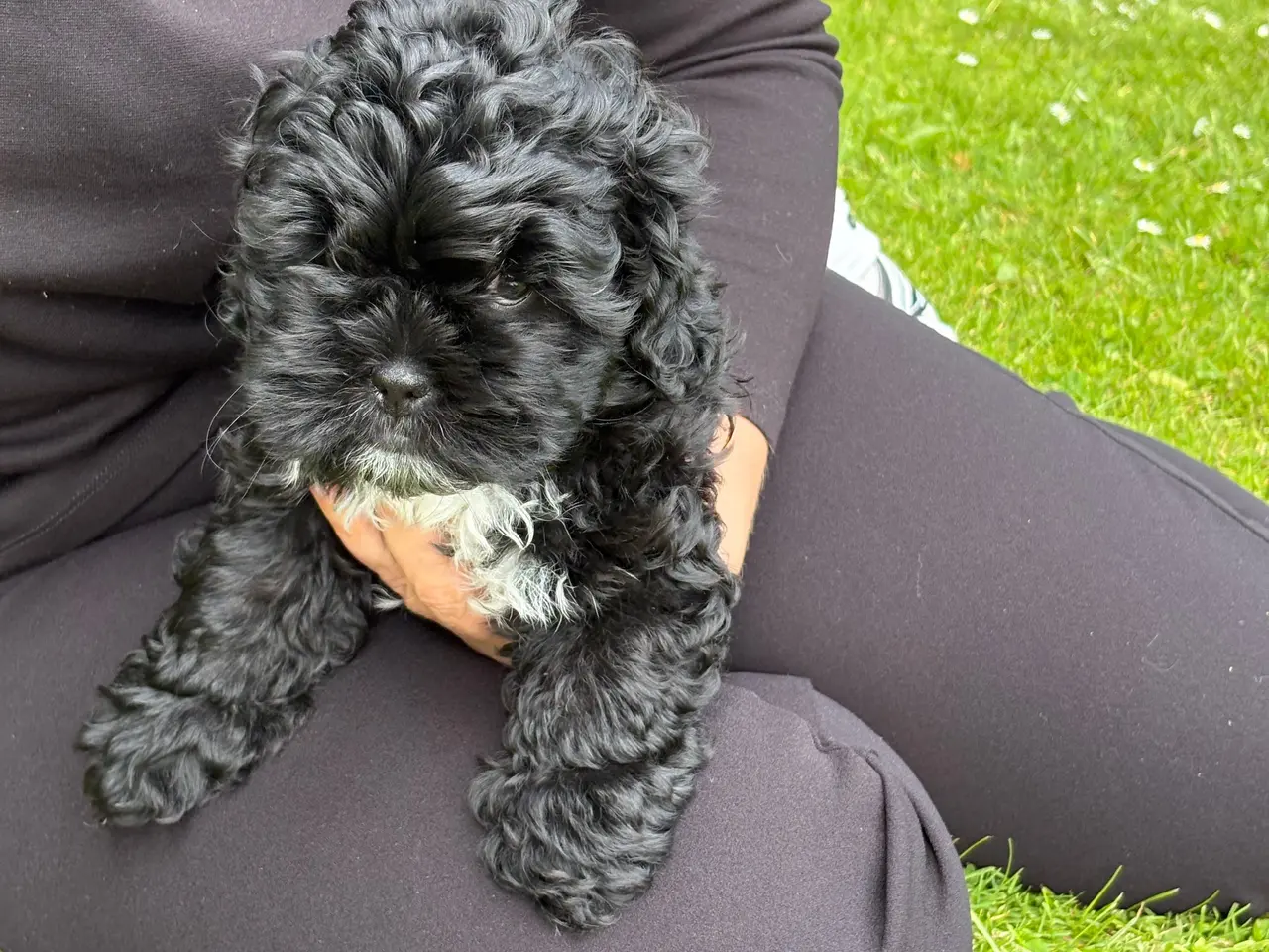 Billede 2 - 🐾 Shih-Poo hvalpe – klar til nye hjem🐾